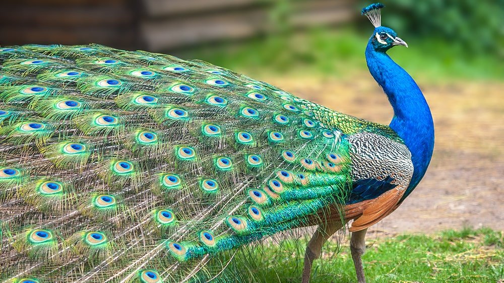 India National Bird Peacock